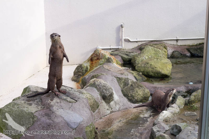 f:id:otters_yvonne:20181021173232j:plain