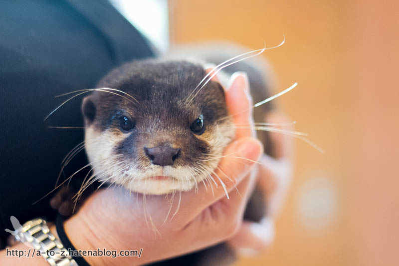 f:id:otters_yvonne:20181021173233j:plain