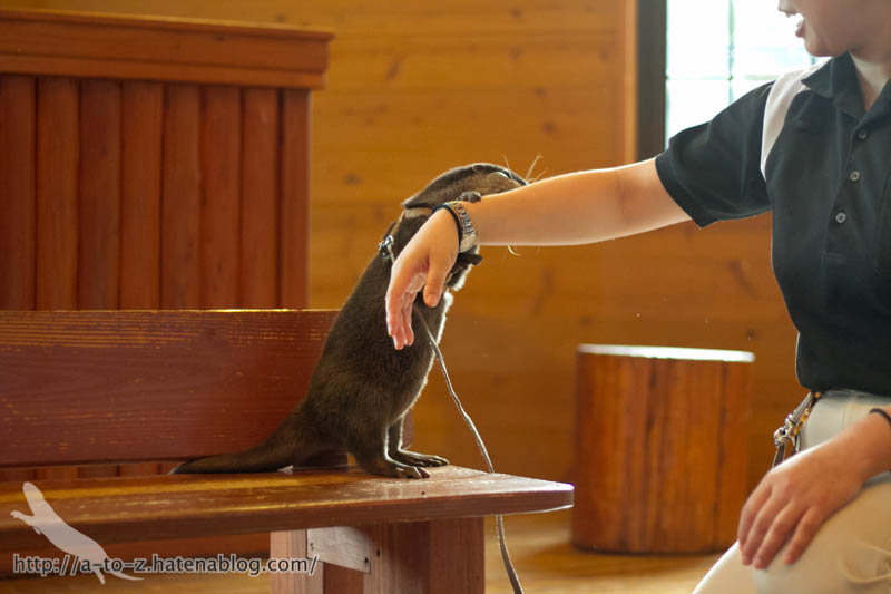 f:id:otters_yvonne:20181021173234j:plain