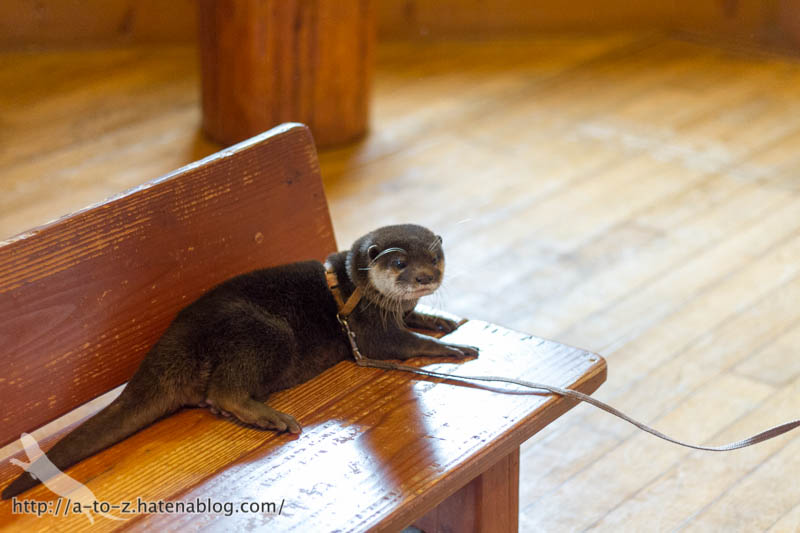 f:id:otters_yvonne:20181021173235j:plain