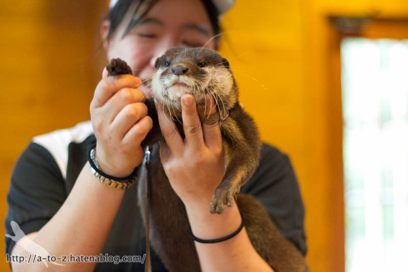 f:id:otters_yvonne:20181021173236j:plain