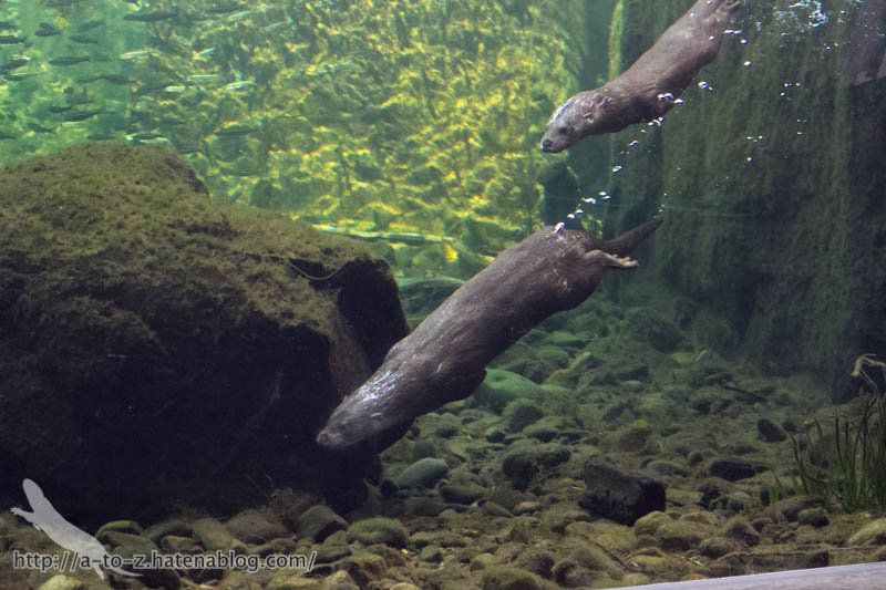 f:id:otters_yvonne:20190201125421j:plain