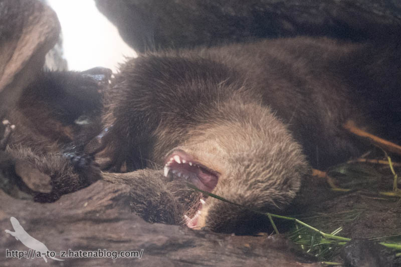 f:id:otters_yvonne:20190201125423j:plain