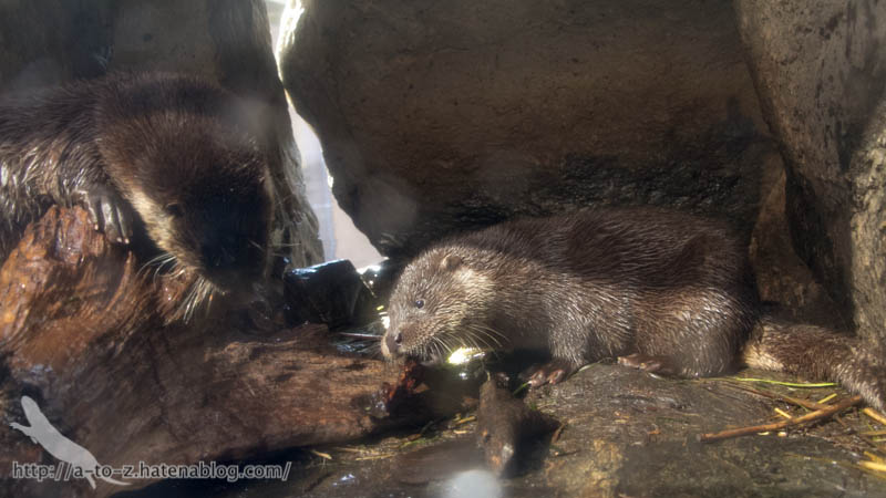 f:id:otters_yvonne:20190201125425j:plain