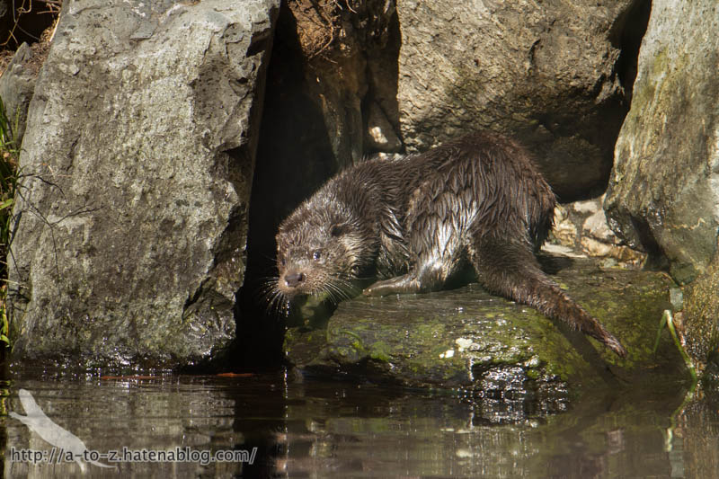 f:id:otters_yvonne:20190201125426j:plain