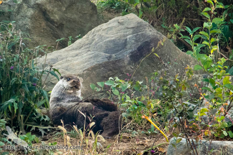 f:id:otters_yvonne:20190201125429j:plain