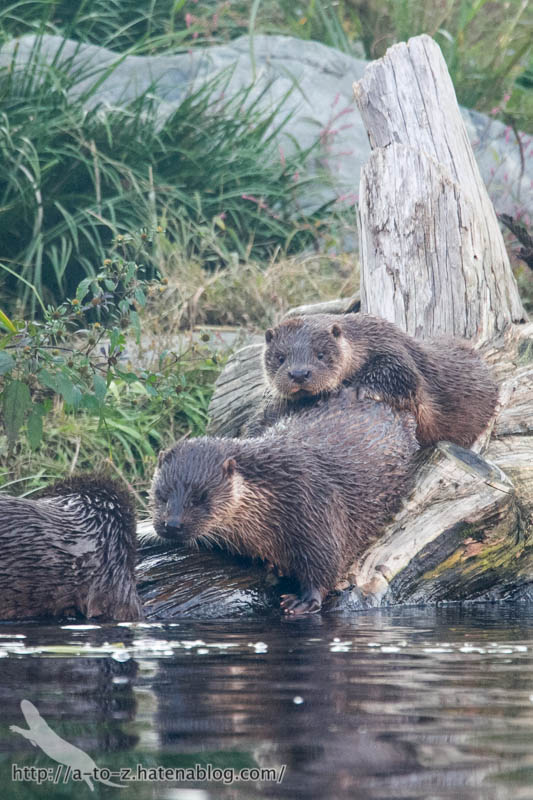 f:id:otters_yvonne:20190201125430j:plain