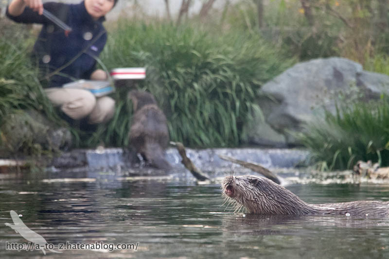 f:id:otters_yvonne:20190201125431j:plain