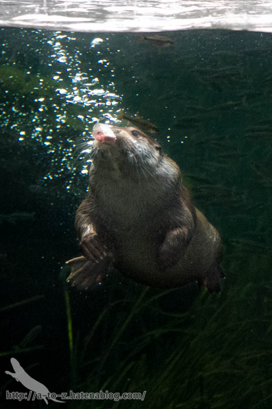 f:id:otters_yvonne:20190201125432j:plain