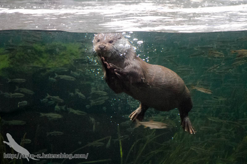 f:id:otters_yvonne:20190201125433j:plain