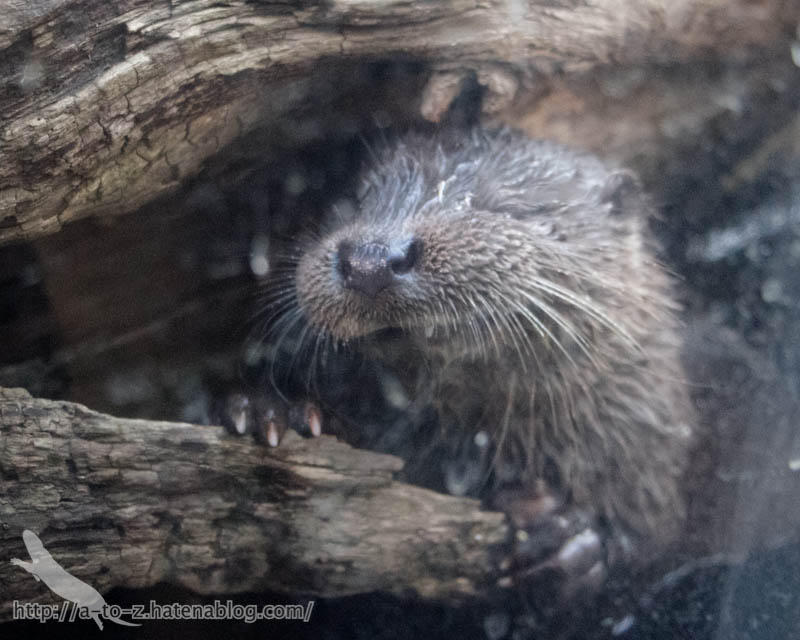 f:id:otters_yvonne:20190201125434j:plain