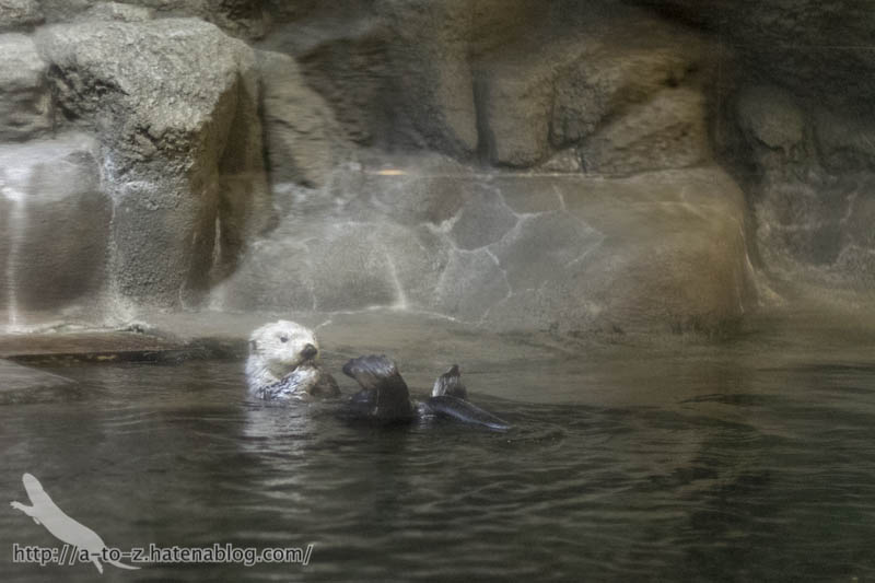 f:id:otters_yvonne:20190201234633j:plain