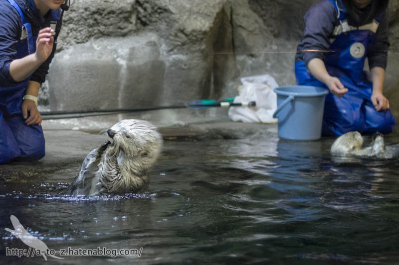 f:id:otters_yvonne:20190201234636j:plain