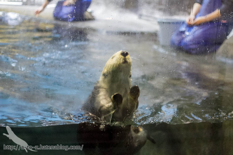 f:id:otters_yvonne:20190201234638j:plain