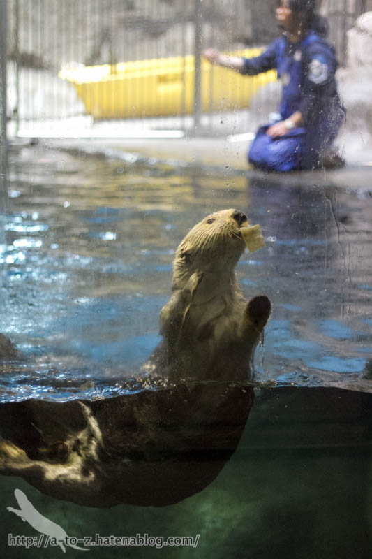 f:id:otters_yvonne:20190201234639j:plain