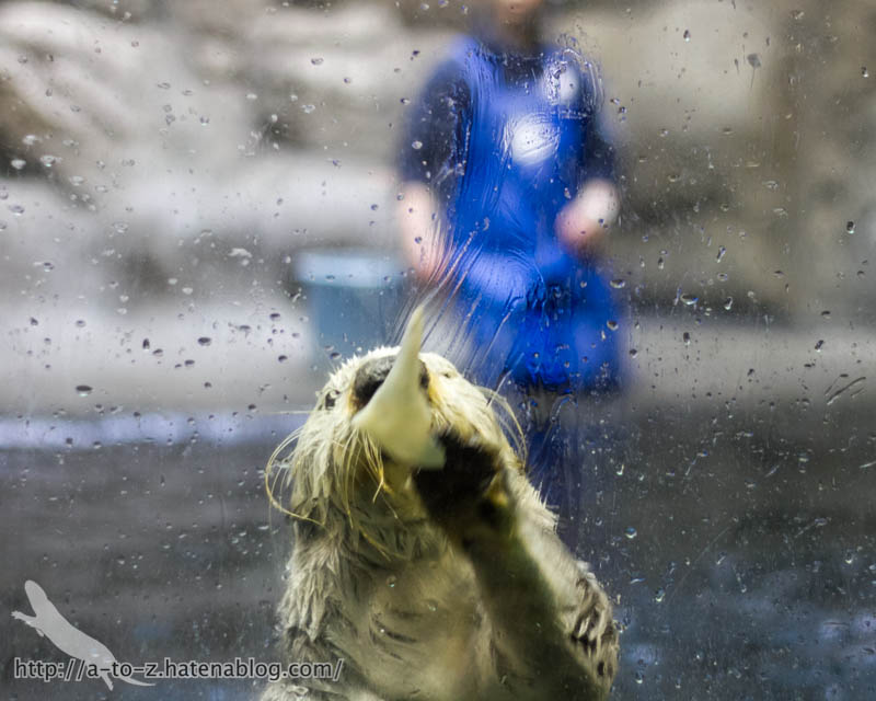 f:id:otters_yvonne:20190201234642j:plain