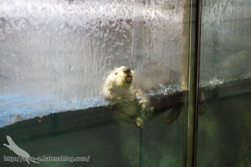 f:id:otters_yvonne:20190201234643j:plain