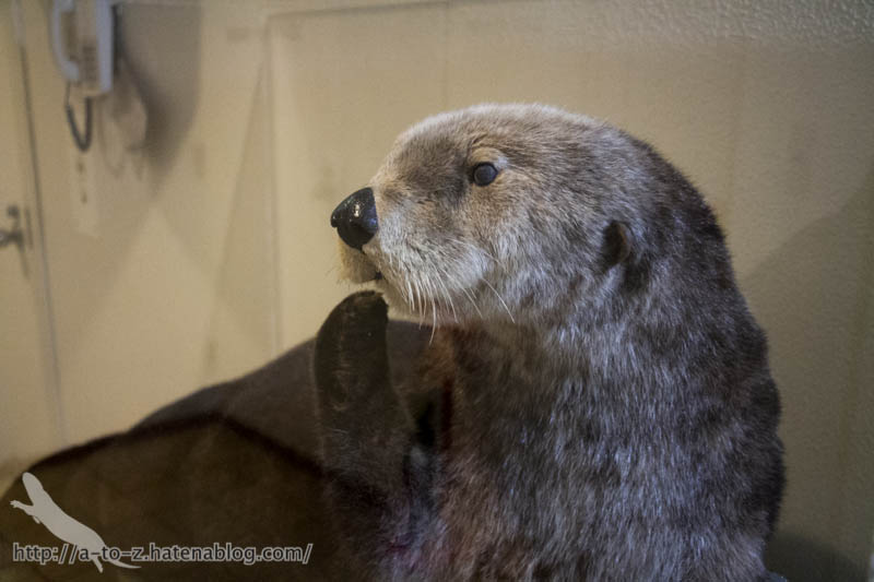 f:id:otters_yvonne:20190201234645j:plain