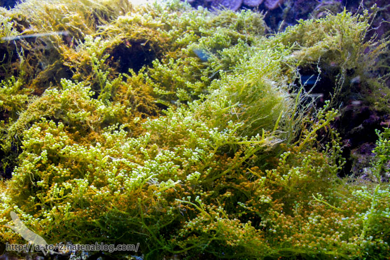 f:id:otters_yvonne:20190201234647j:plain