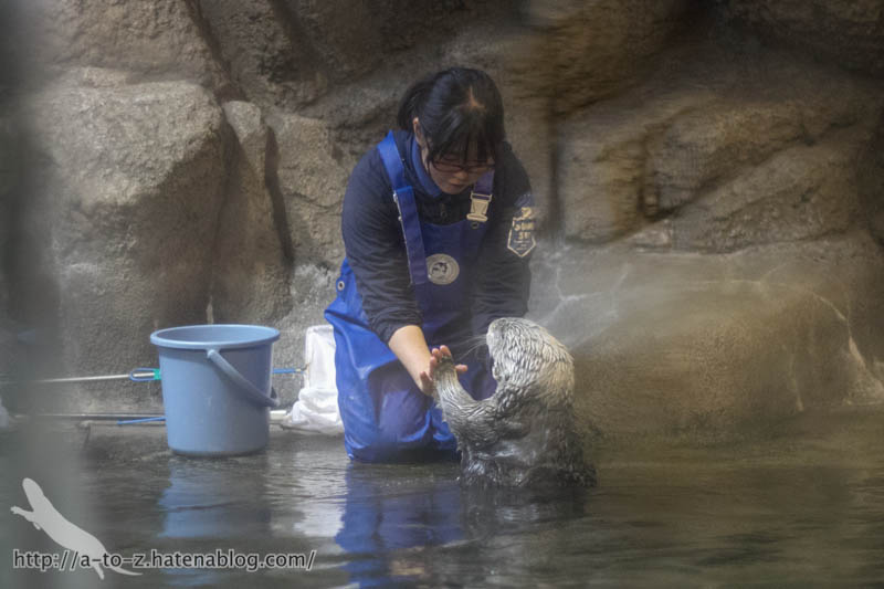 f:id:otters_yvonne:20190201234649j:plain