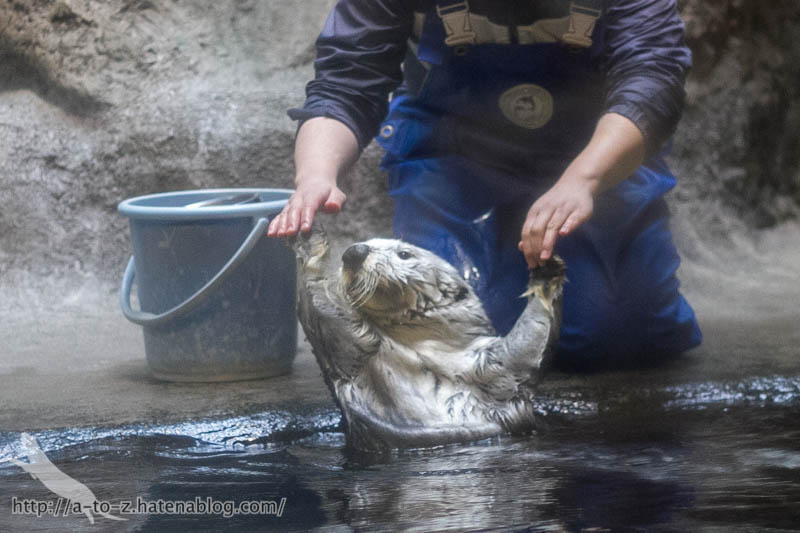 f:id:otters_yvonne:20190201234650j:plain