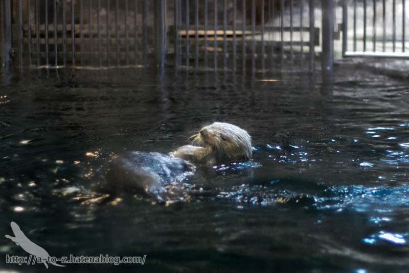 f:id:otters_yvonne:20190201234651j:plain