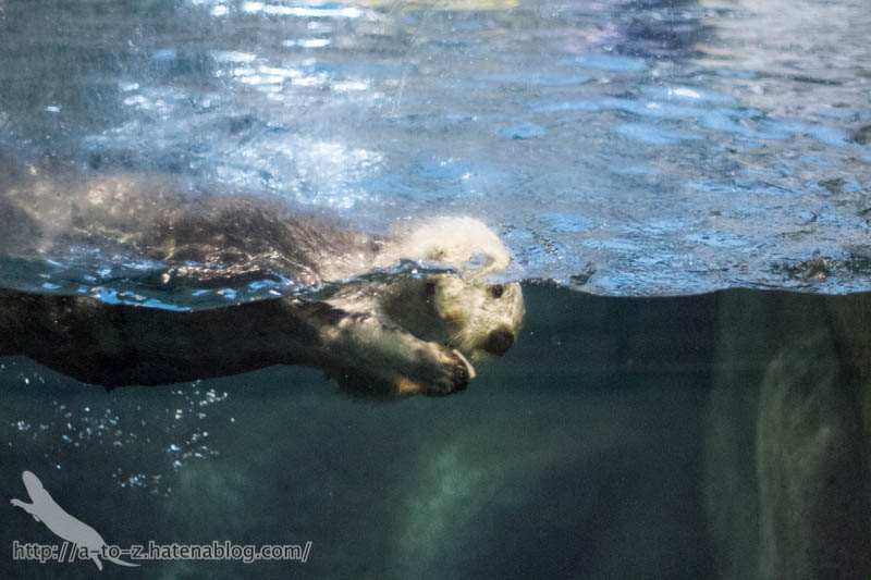 f:id:otters_yvonne:20190201234654j:plain