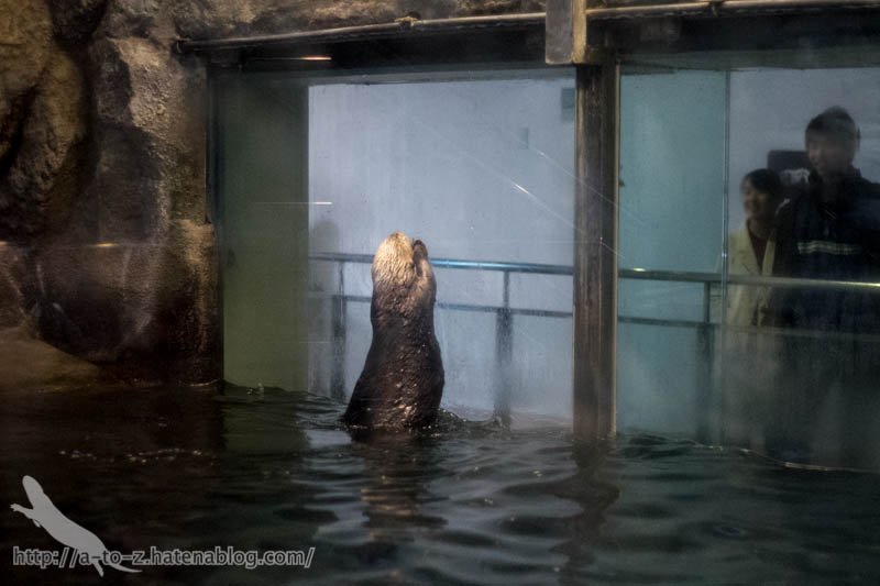 f:id:otters_yvonne:20190201234655j:plain