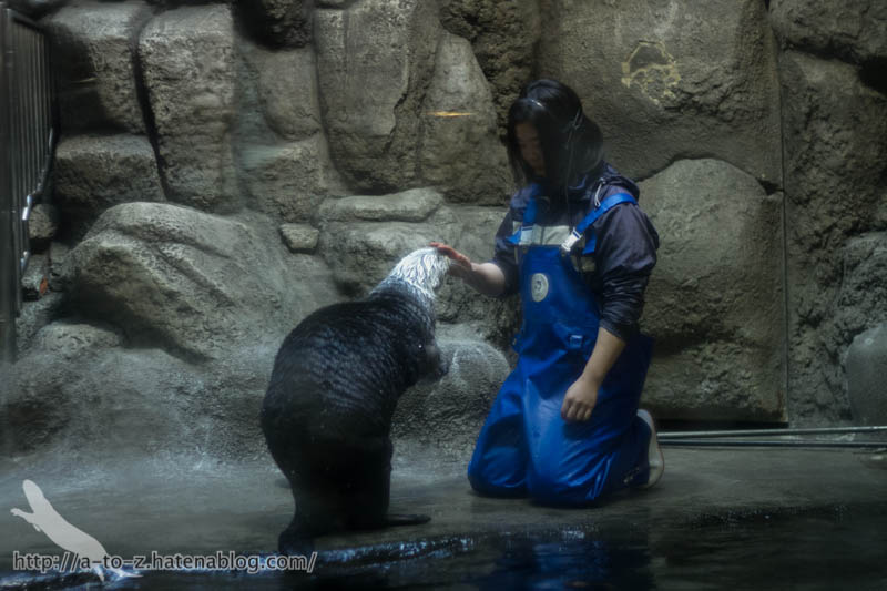 f:id:otters_yvonne:20190201234656j:plain