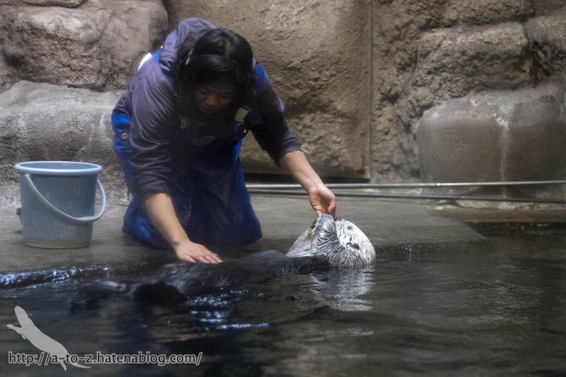 f:id:otters_yvonne:20190201234657j:plain