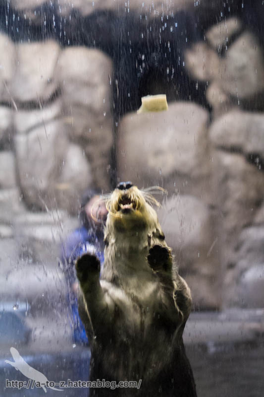 f:id:otters_yvonne:20190201234658j:plain