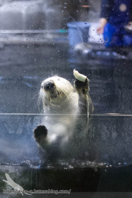 f:id:otters_yvonne:20190201234659j:plain