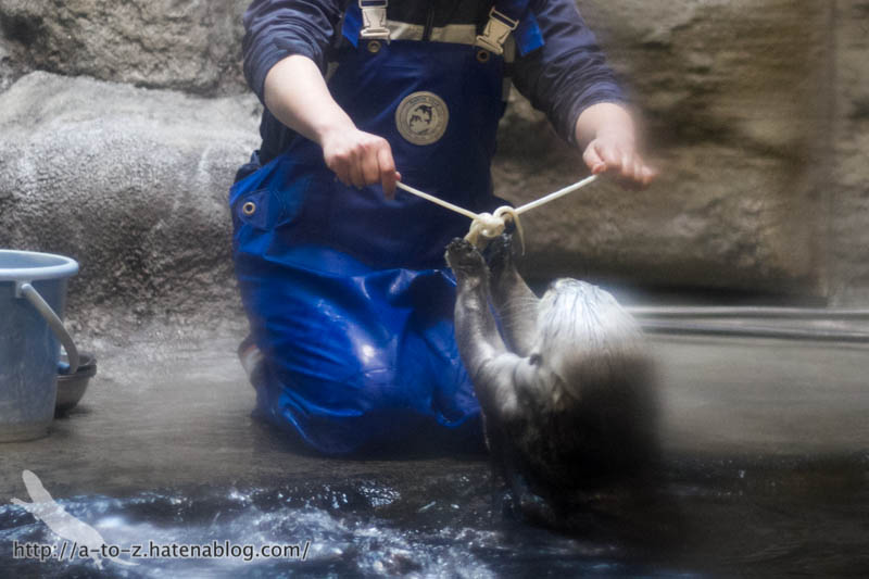 f:id:otters_yvonne:20190201234700j:plain