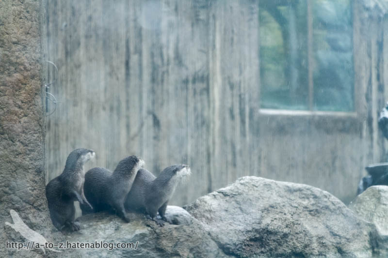 f:id:otters_yvonne:20190422210355j:plain