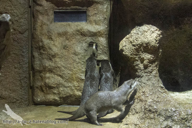 f:id:otters_yvonne:20190422210356j:plain