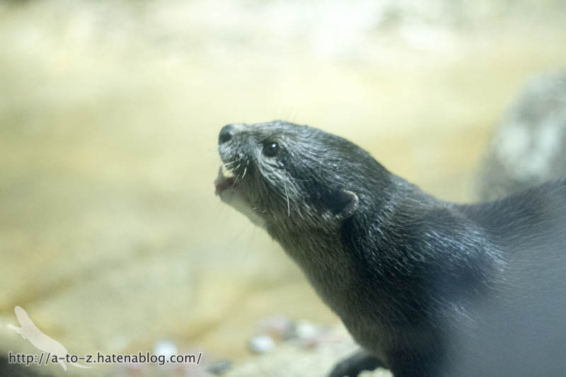 f:id:otters_yvonne:20190422210357j:plain