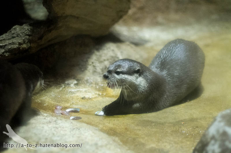 f:id:otters_yvonne:20190422210358j:plain