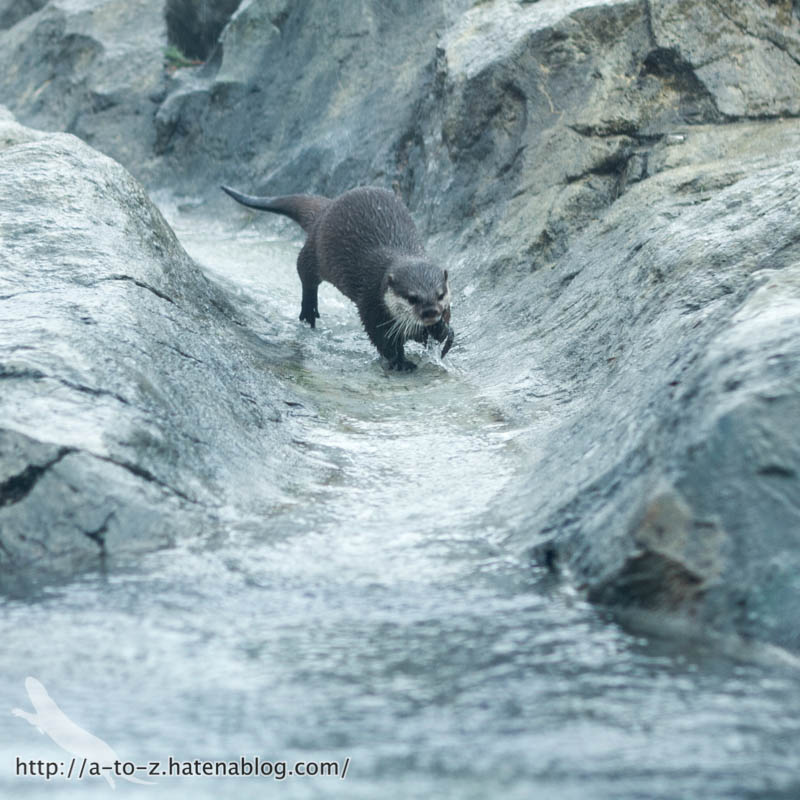 f:id:otters_yvonne:20190422210400j:plain