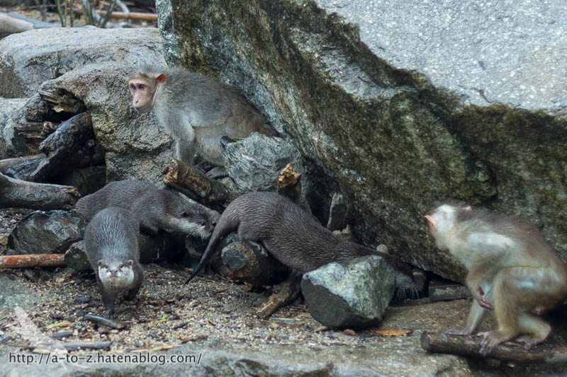 f:id:otters_yvonne:20190422210401j:plain