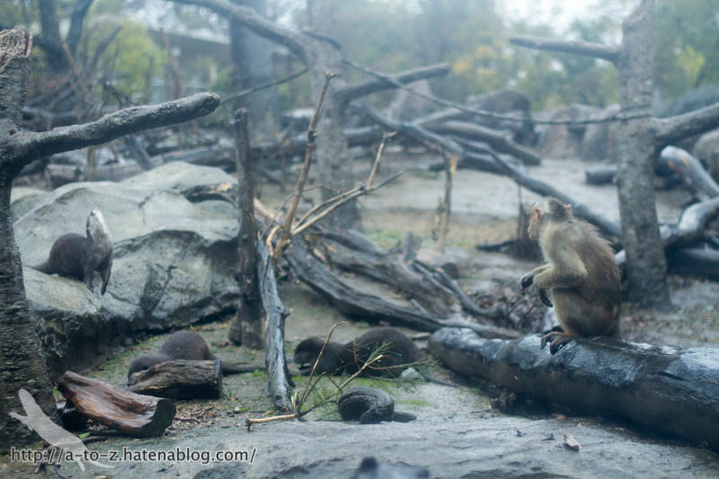 f:id:otters_yvonne:20190422210402j:plain