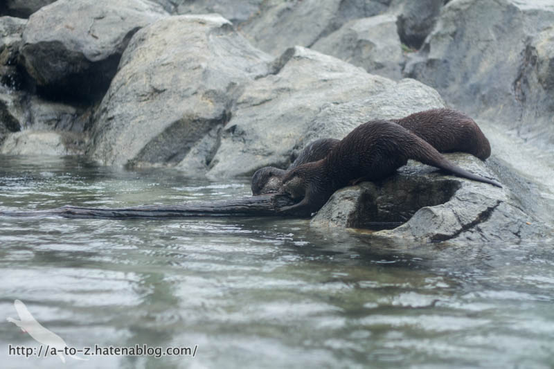 f:id:otters_yvonne:20190422210403j:plain