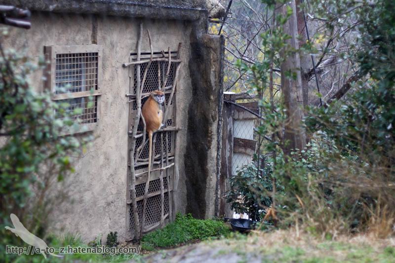 f:id:otters_yvonne:20190422210405j:plain