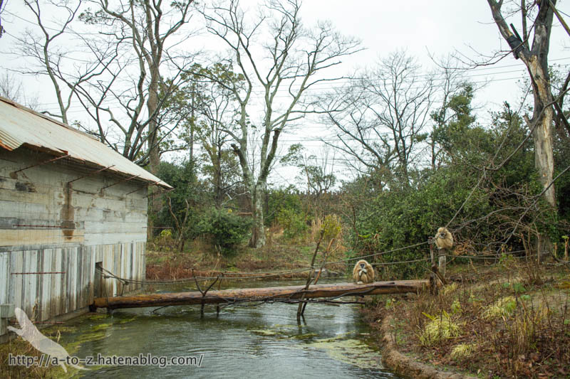 f:id:otters_yvonne:20190422210408j:plain