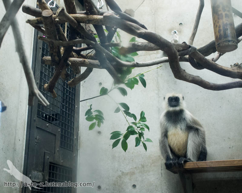 f:id:otters_yvonne:20190422210409j:plain