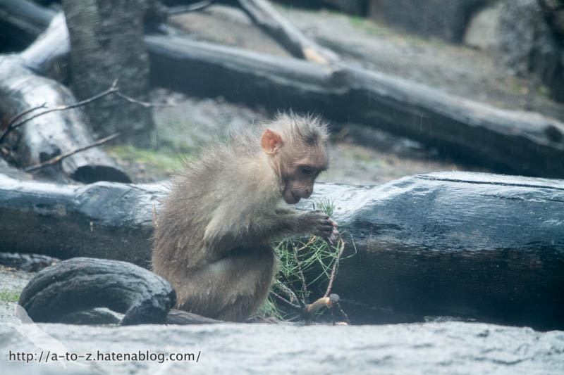 f:id:otters_yvonne:20190422210414j:plain