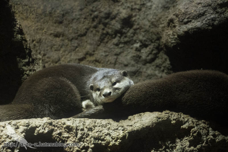 f:id:otters_yvonne:20190422210416j:plain