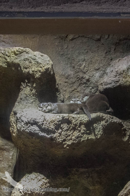 f:id:otters_yvonne:20190422210417j:plain