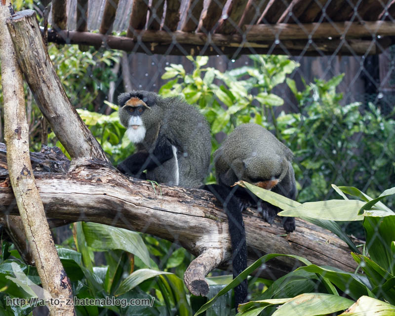 f:id:otters_yvonne:20190422225438j:plain