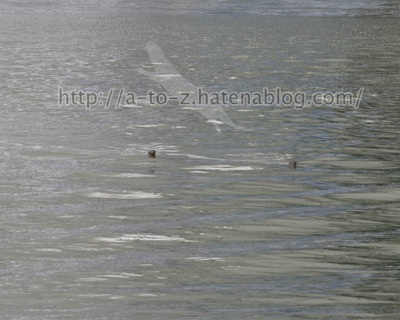 f:id:otters_yvonne:20191226170312j:plain