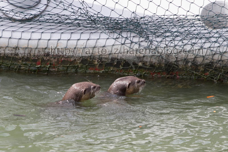 f:id:otters_yvonne:20191226170317j:plain